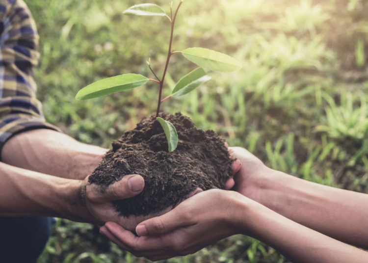 Reforestan Monterrey: 90 Nuevos Árboles En Calzada Miravalle 