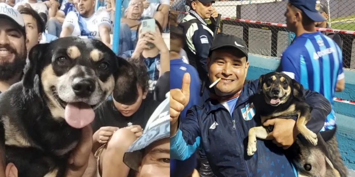 el-porquería-perrito-viral-argentina