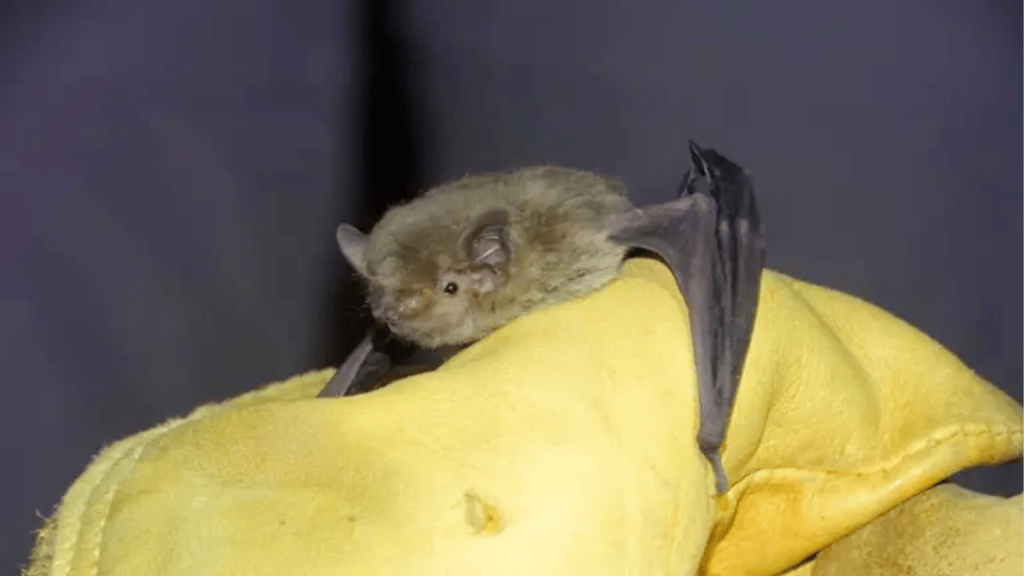 A small brown bat clinging to a bright yellow glove, wings folded along its body. sistema nervioso central